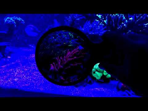 Flipper DeepSee Viewer Black - Orange Filter for aquarium magnifier 